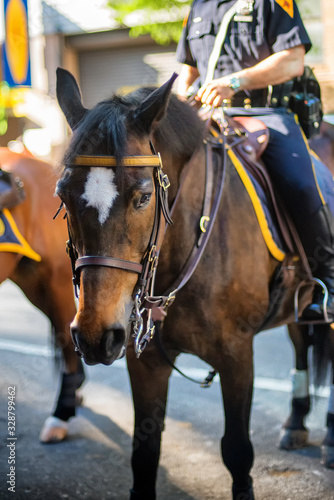 Policeman on his horse in New York City