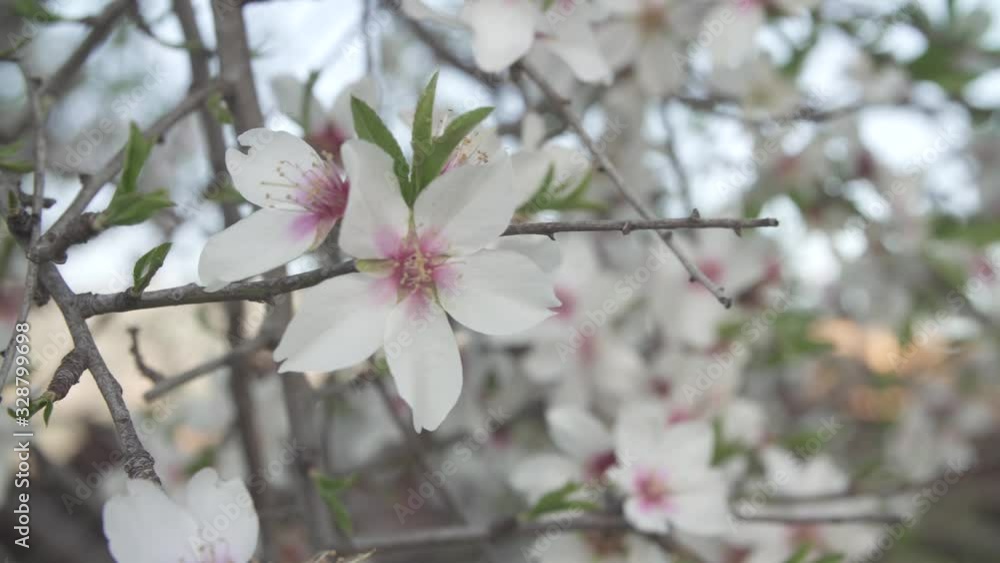 background flowers of the almond tree blooming in spring close up background flowers of the almond tree blooming in spring close up