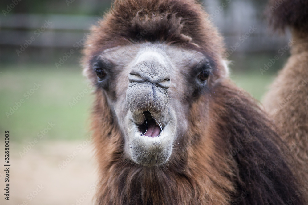 Portrait of expressive Camel looking the camera
