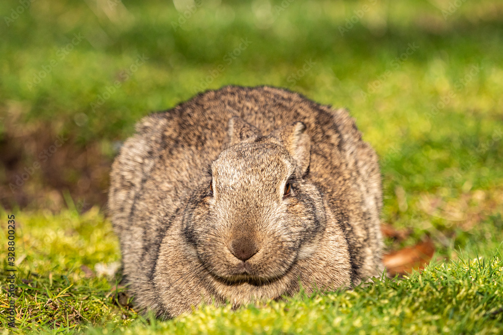 close up of a fat brown rabbit laying on the green grass field under the sun in the park feels a bit sleepy. close up of a fat brown rabbit laying on the green grass field under the sun in the park feels a bit sleepy.