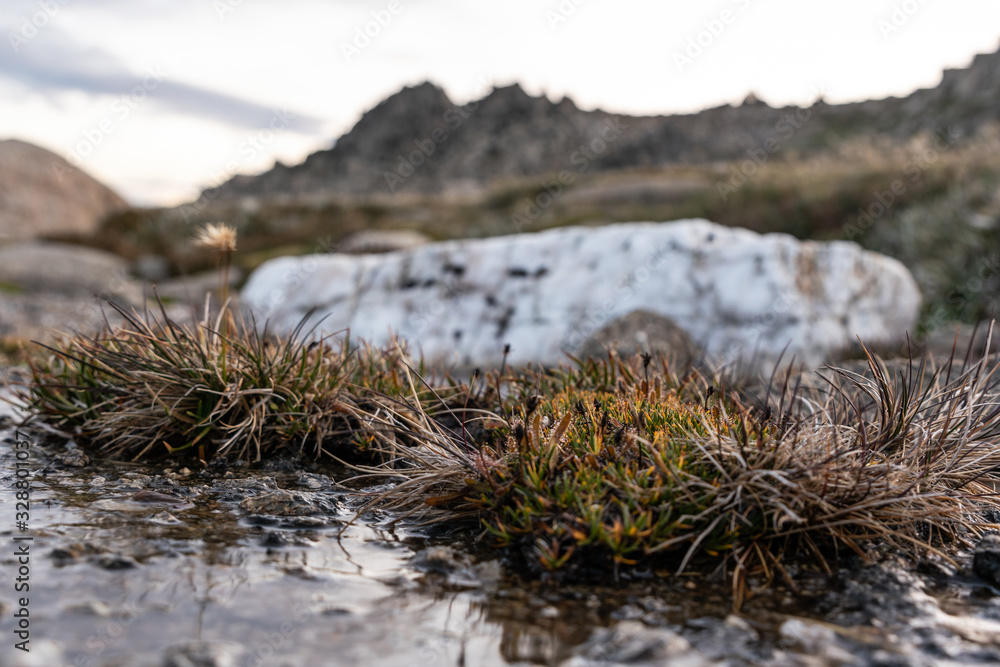 Moody evening close-up shot of an alpine pond with grass details and a white rock near the summit of Mount Kosciuszko (2228m above sea level) in Kosciuszko National Park, New South Wales, Australia. Moody evening close-up shot of an alpine pond with grass details and a white rock near the summit of Mount Kosciuszko (2228m above sea level) in Kosciuszko National Park, New South Wales, Australia.