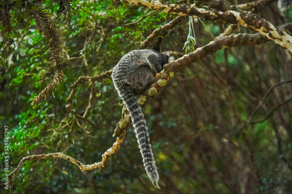 monkey on a tree