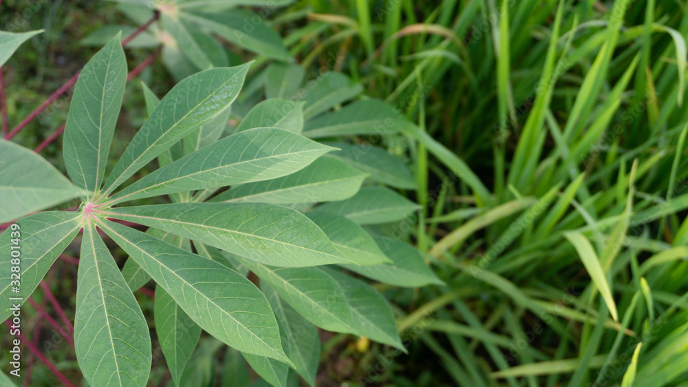 Cassava leaves, one of the plants that is easily cultivated with leaves and tubers that can be eaten Cassava leaves, one of the plants that is easily cultivated with leaves and tubers that can be eaten