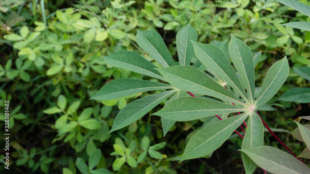 Cassava leaves, one of the plants that is easily cultivated with leaves and tubers that can be eaten Cassava leaves, one of the plants that is easily cultivated with leaves and tubers that can be eaten
