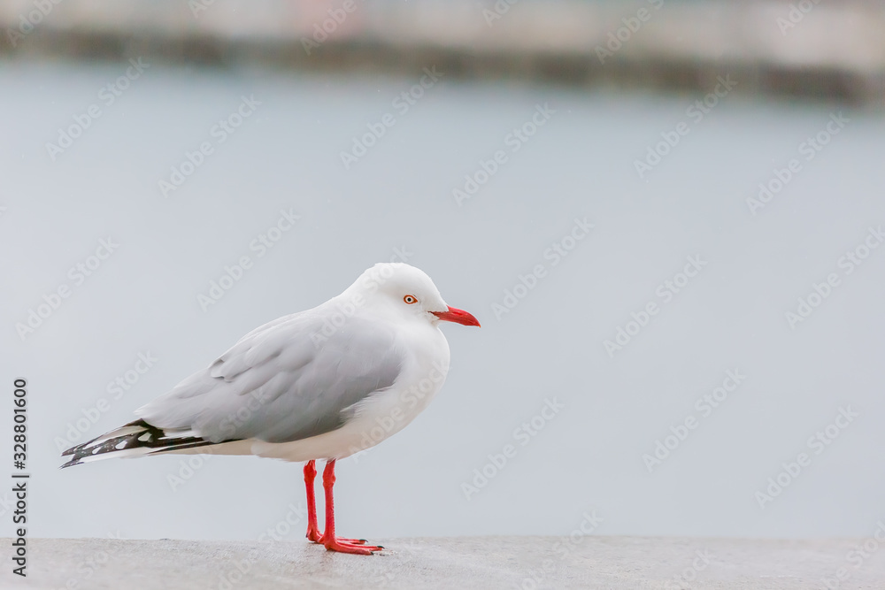 カモメ カモメ