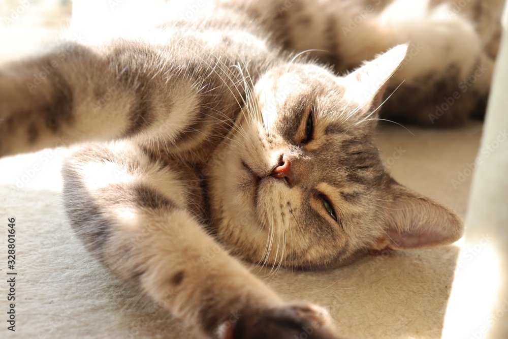 伸び伸びする猫アメリカンショートヘアー