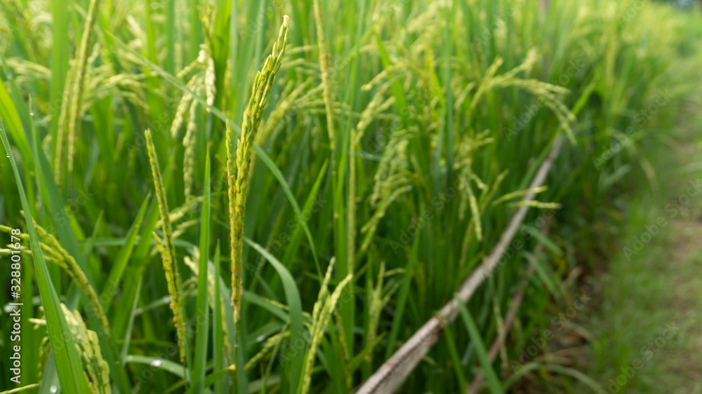 Rice grains that are still green, appear to contain. Harvest season is coming soon, care must be more intensive Rice grains that are still green, appear to contain. Harvest season is coming soon, care must be more intensive
