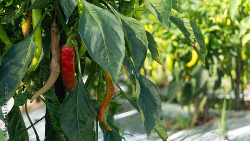 The chilli rot and fall because of pests. Spraying treatment must be done every day so as not to be affected by pests