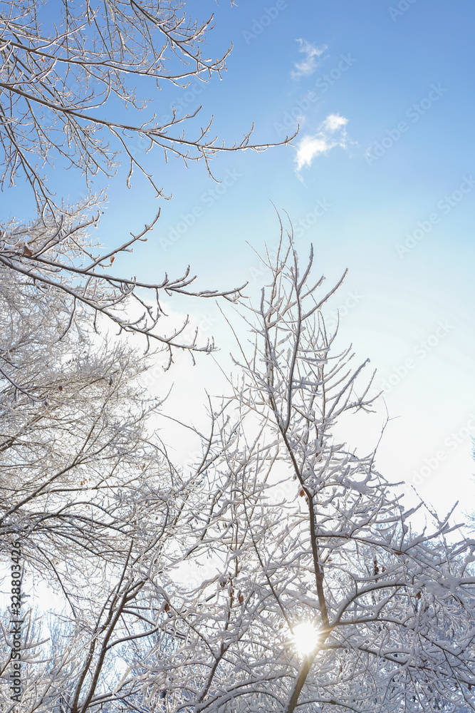 Obraz premium The sky and branches after the snow