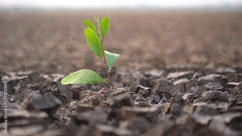 Green plants grew in dry cracked earth. Dry lake or swamp in the process of drought and lack of rain, a global natural disaster. Seedlings are growing from arid soil .concept of global warming.