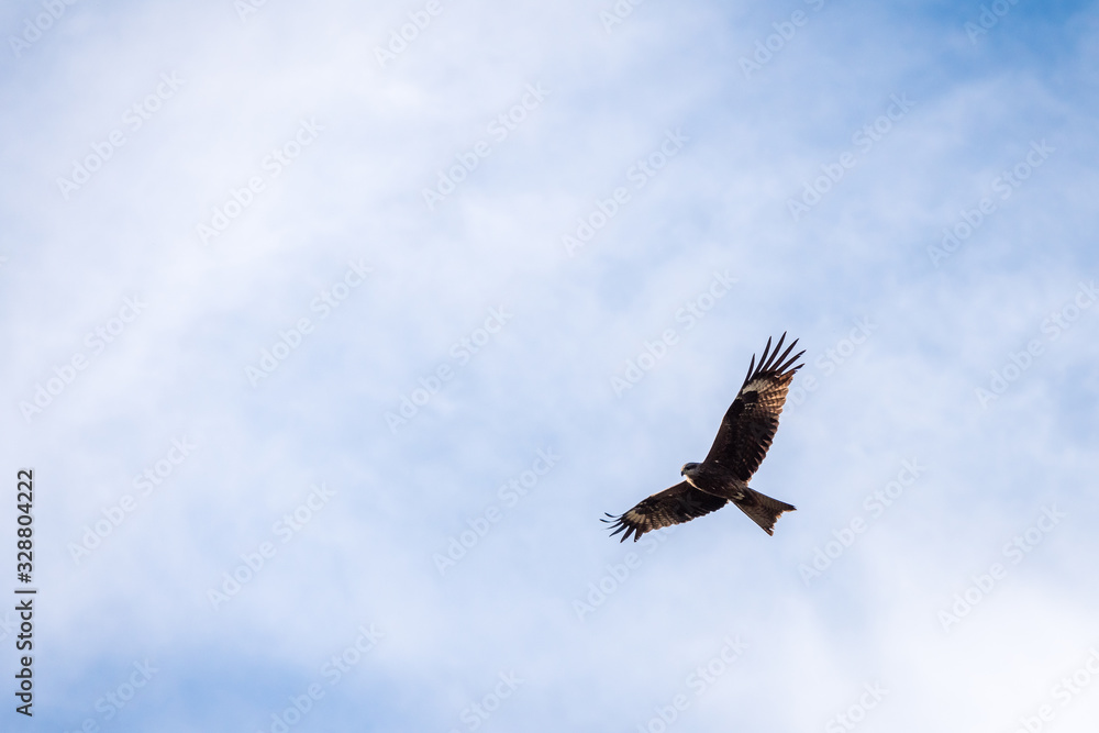 High flying falcon in the sky looking for food. High flying falcon in the sky looking for food.