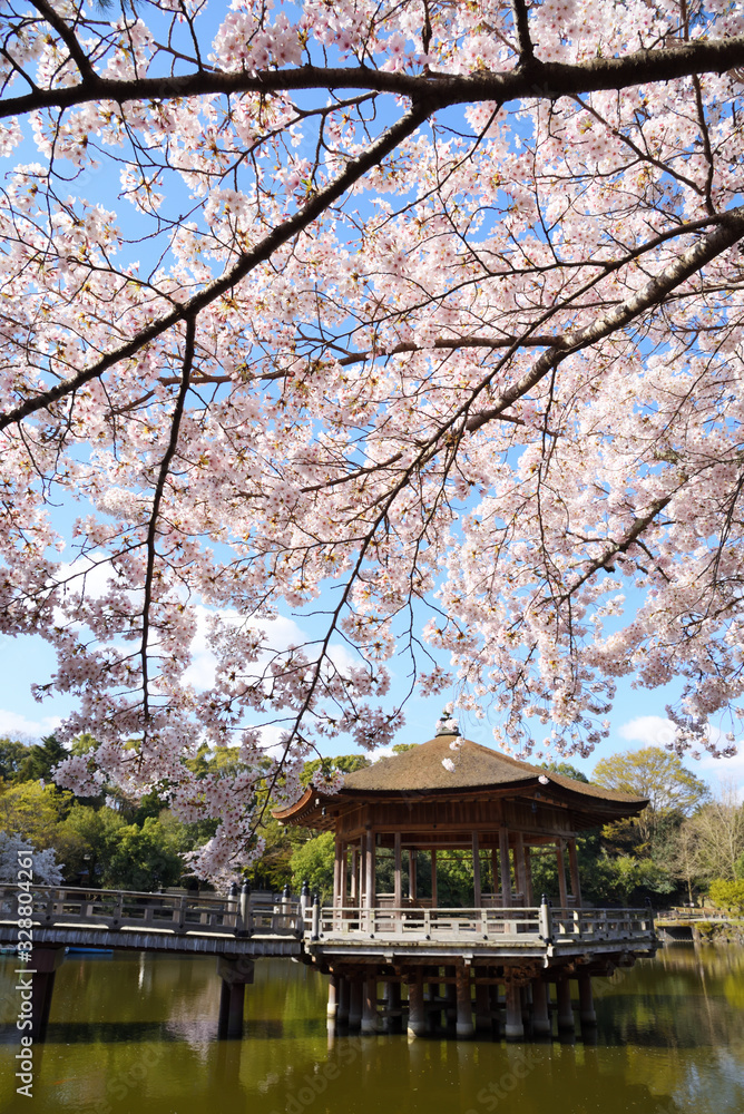 桜と浮見堂