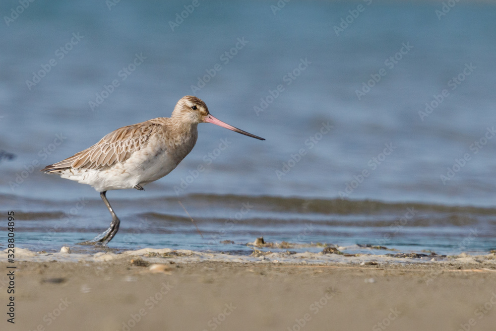 Fototapeta premium Bar-tailed Godwit in New Zealand