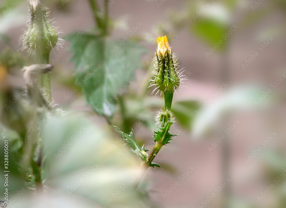 Naklejka premium flower in spring