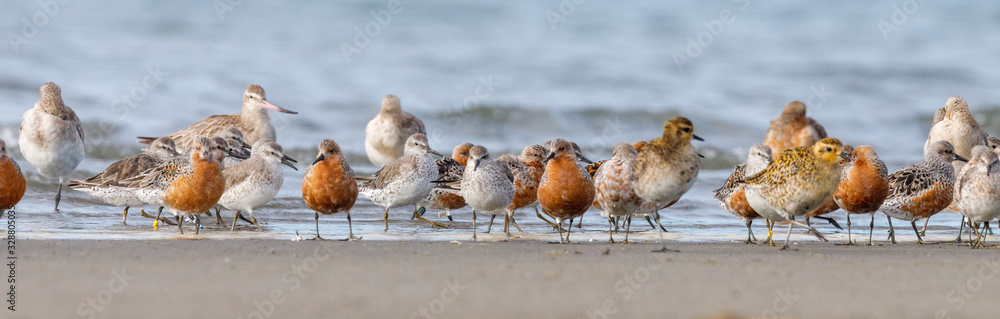 Fototapeta premium Lesser Knot in New Zealand