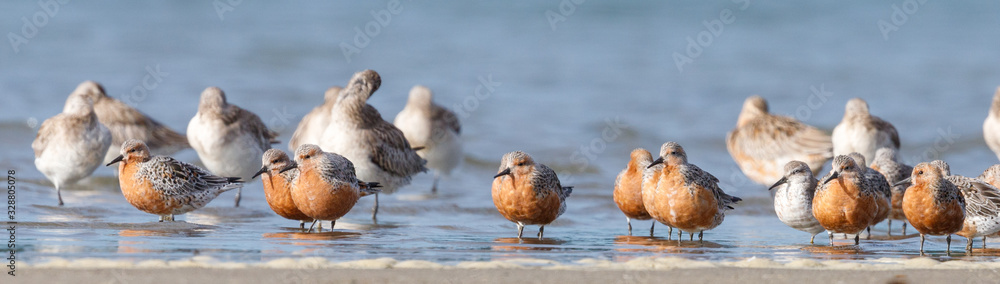 Lesser Knot in New Zealand Lesser Knot in New Zealand