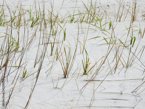 Hardy grass growing on a wind swept sandy beach in New Smyrna Beach, Florida © Lisa