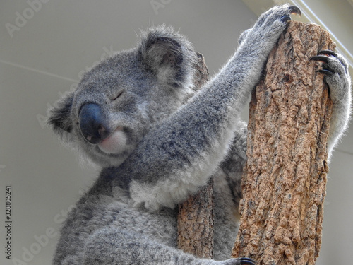Koala holding on at a sanctuary in Australia © Lisa
