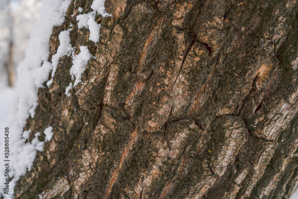 Rough trunk after snow Rough trunk after snow
