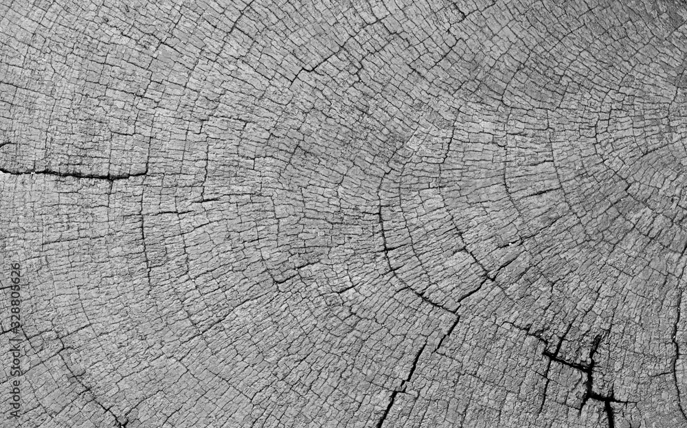 Fototapeta premium Abstract background. Wood floor for creating background images. Wood texture.