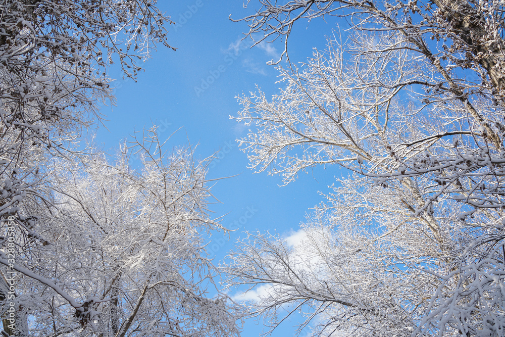 The sky and branches after the snow The sky and branches after the snow