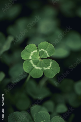Good luck four leaf clover standing out from a field of clovers. Unique, rare, or special individual concept.