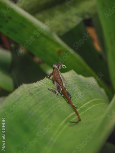 shedding skin