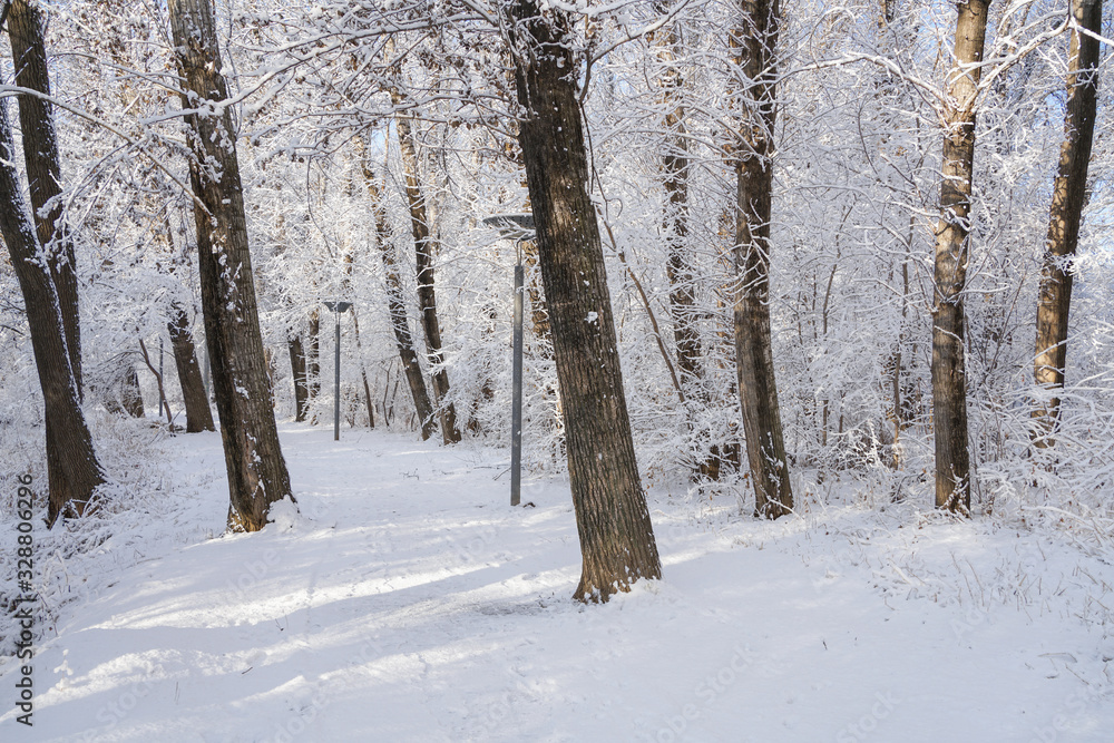Trees and ground after snow Trees and ground after snow