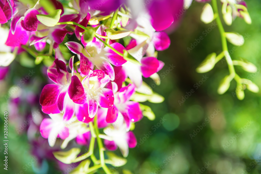 Closeup view of bloom of white, purple and pink tropical orchid flowers Dendrobium Earsakul on green blurred background Closeup view of bloom of white, purple and pink tropical orchid flowers Dendrobium Earsakul on green blurred background