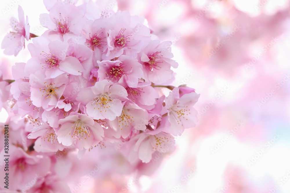 Fototapeta 桜の開花イメージ