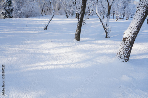 Trees and ground after snow