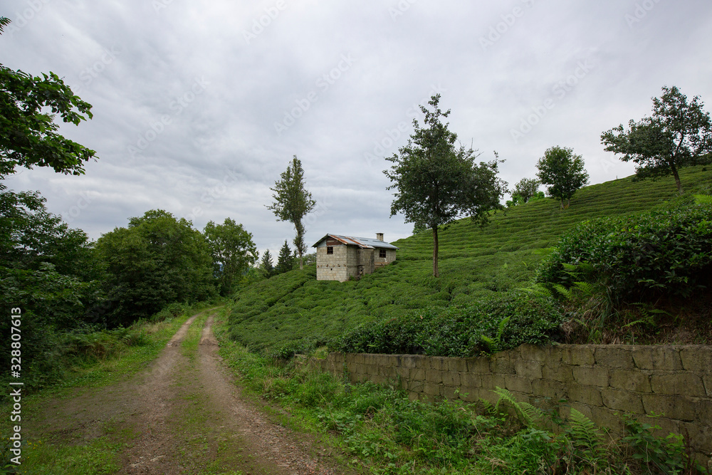trabzon small houses and tea plantations in turkey
