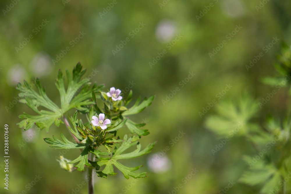 緑ボケに雑草のアメリカフウロをクローズアップ Geranium Carolinianum Stock 写真 Adobe Stock