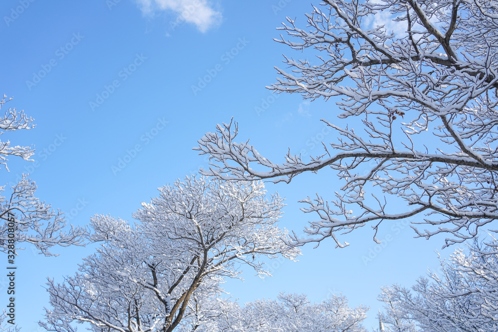 Branches and sky after snow