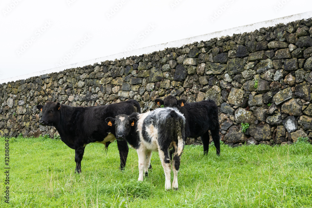 Three black and white cows grazing in field with a rock wall Three black and white cows grazing in field with a rock wall