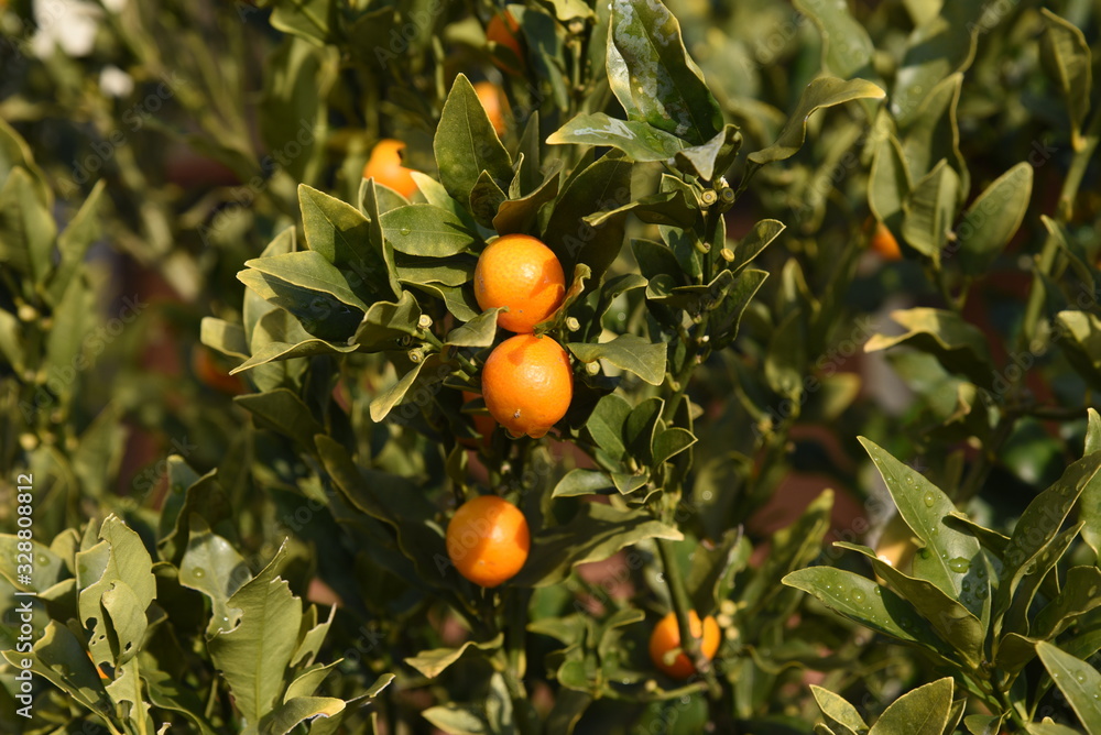 Kumquat eats the whole skin, so it gets a lot of vitamin C and is effective for sore throat and cough.