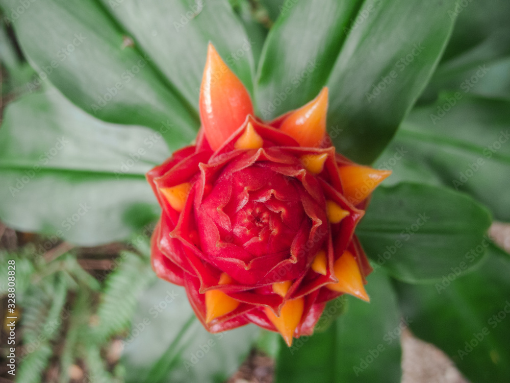 Fototapeta premium red flower of costa rica
