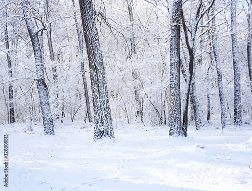 There are rime trees after the snow