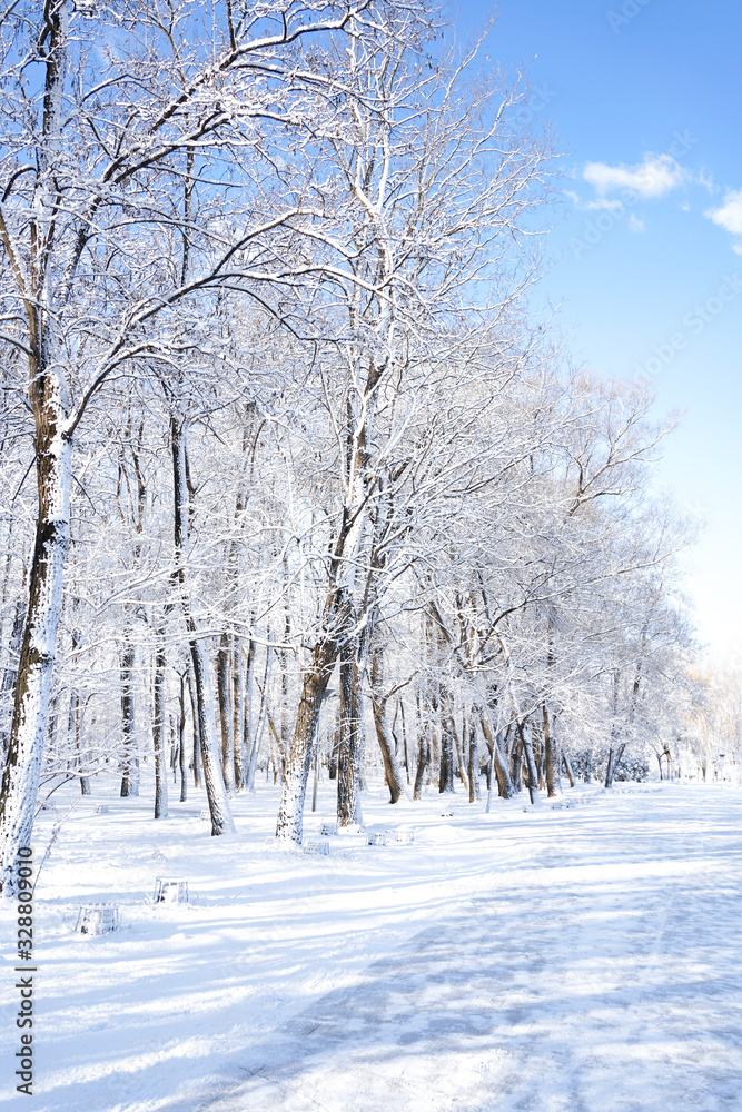 There are rime trees after the snow There are rime trees after the snow