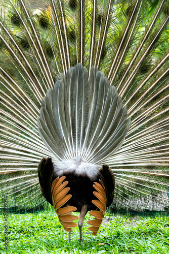 Back of a peacock with its feathers out