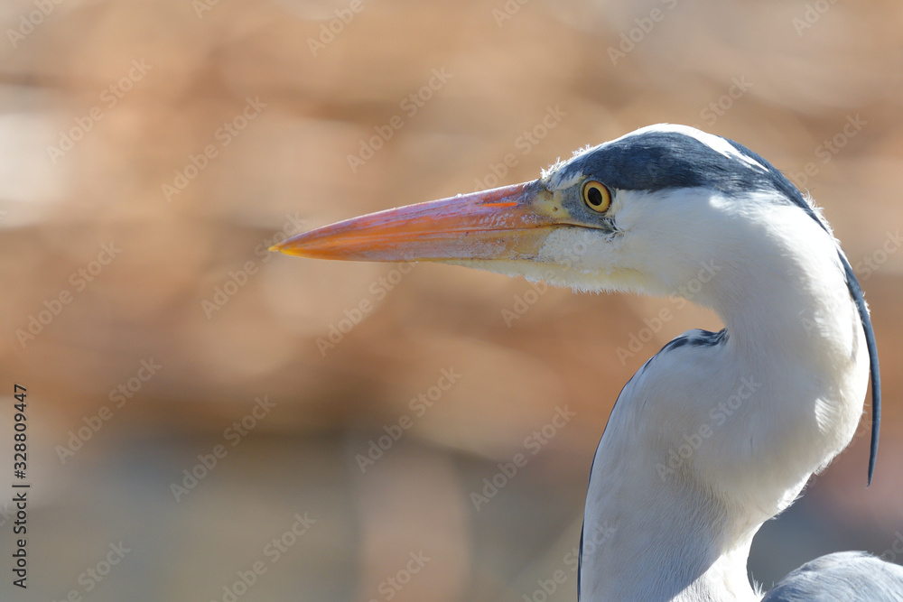50 Best 綺麗な鳥 Images Stock Photos Vectors Adobe Stock 50 Best 綺麗な鳥 Images Stock Photos Vectors Adobe Stock
