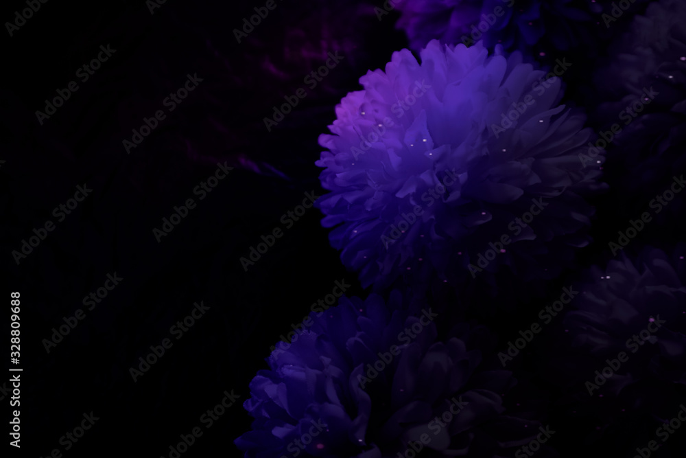 Beautiful abstract color blue pink and purple flowers on black background and blue graphic, dark flower frame, pink leaves texture, purple background, pink flower, colorful flowers graphics banner Beautiful abstract color blue pink and purple flowers on black background and blue graphic, dark flower frame, pink leaves texture, purple background, pink flower, colorful flowers graphics banner