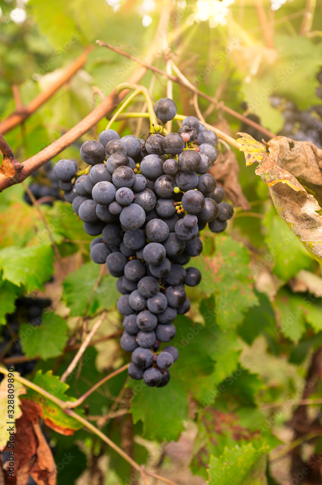 Bunches of ripe grapes in the fall sunlight. Color image Bunches of ripe grapes in the fall sunlight. Color image