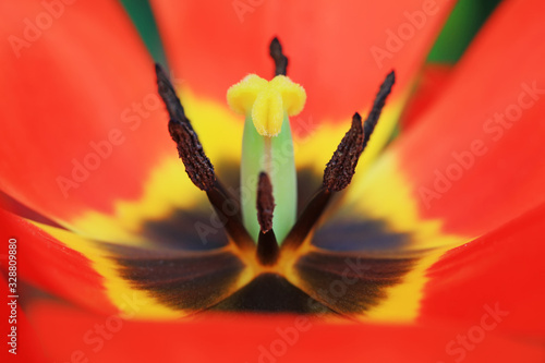 Tulip stamens macrophotograph