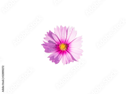 pink cosmos flower