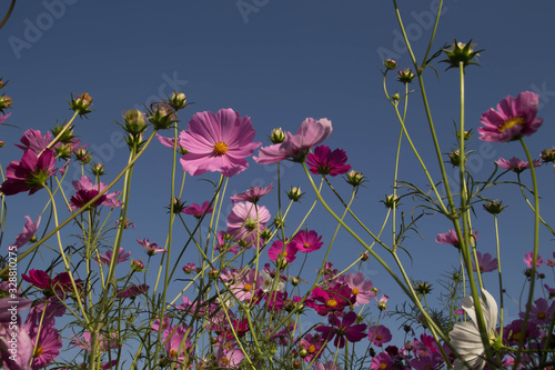 pink cosmos flower