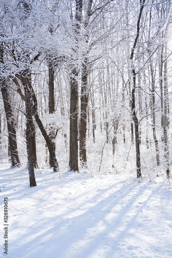 There are rime trees after the snow There are rime trees after the snow
