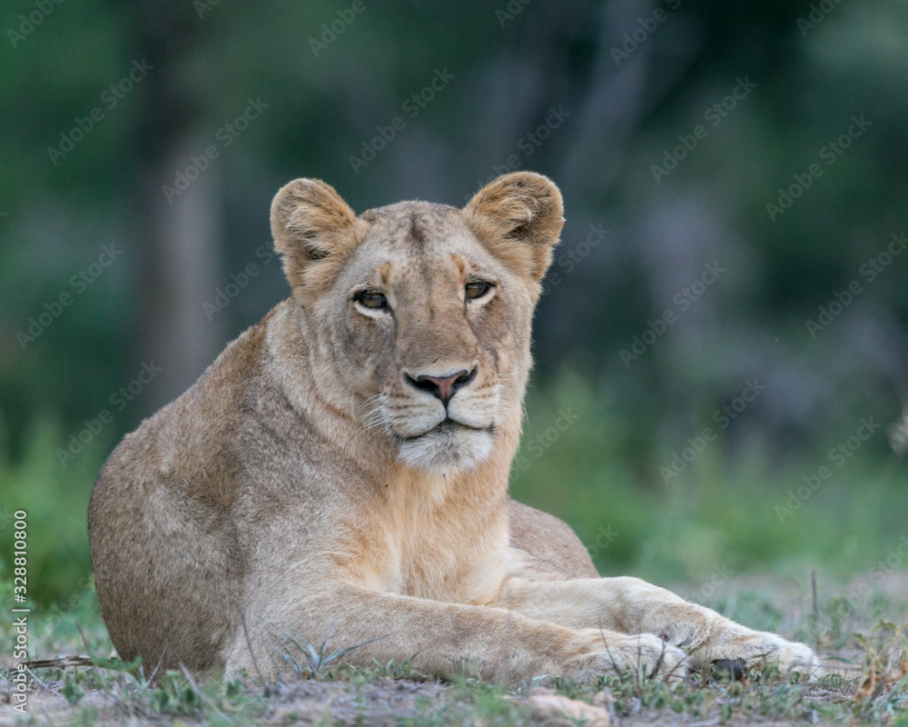 portrait of a lioness portrait of a lioness