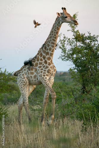 giraffe in africa