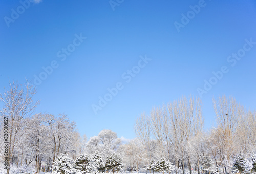 Branches and sky after snow